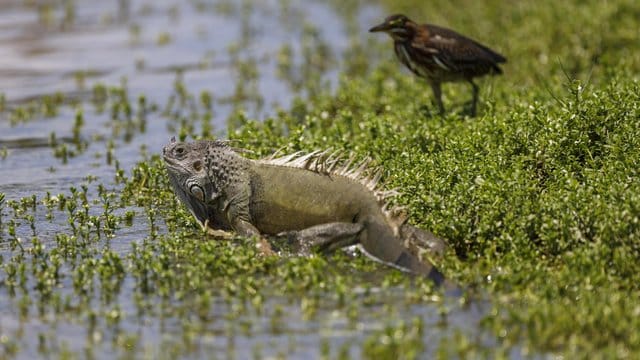 Leguane sind wechselwarm, ihre Körpertemperatur schwankt mit der Umgebungstemperatur. Leguane sind wechselwarm, ihre Körpertemperatur schwankt mit der Umgebungstemperatur.