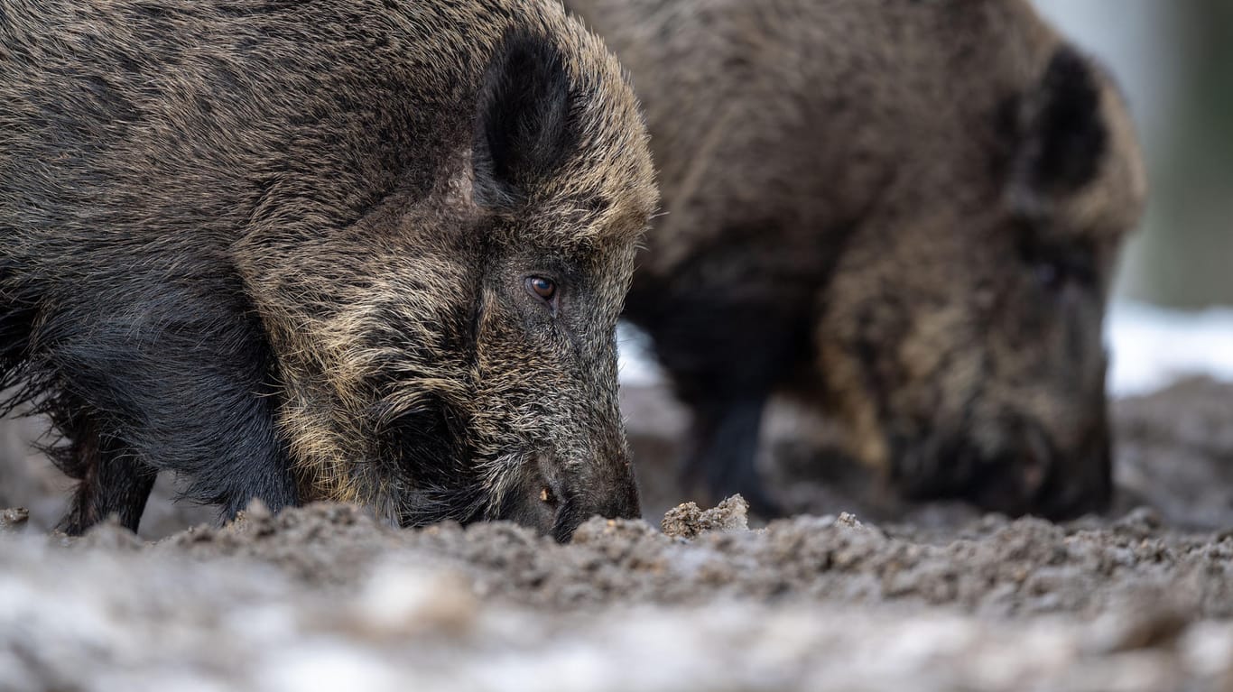 Zwei Wildschweine bei der Futtersuche mit der Schnauze im Erdboden: Noch gilt Deutschland als "seuchenfrei". (Symbolbild)