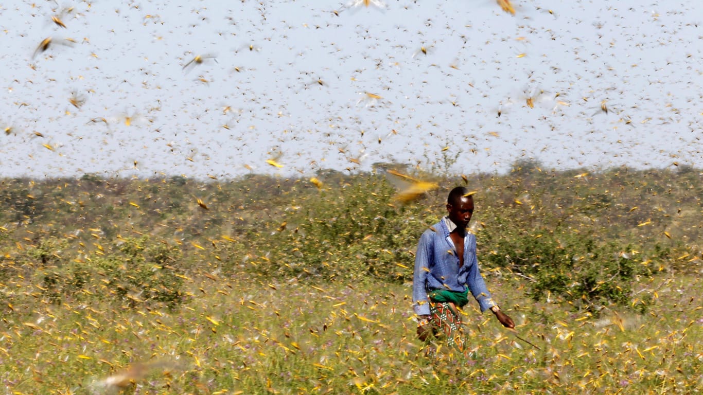 Ein Mann in Kenya läuft durch eine Wiese mit Heuschrecken: Die Insekten können am Tag bis zu 150 Kilometer fliegen.