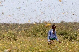 Ein Mann in Kenya läuft durch eine Wiese mit Heuschrecken: Die Insekten können am Tag bis zu 150 Kilometer fliegen.