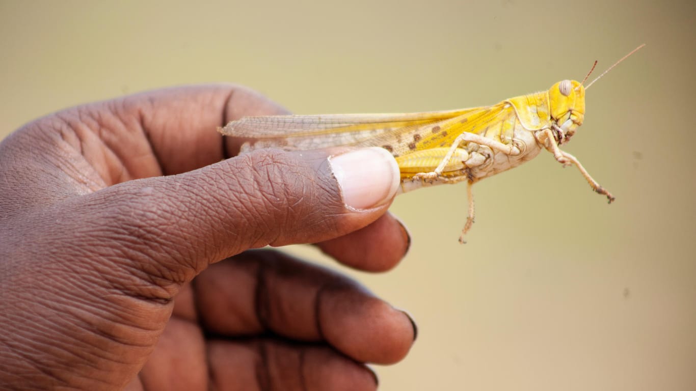 Eine Wüstenheuschrecke in Somalia: Die Insekten können bis zu 9 Zentimeter lang werden.