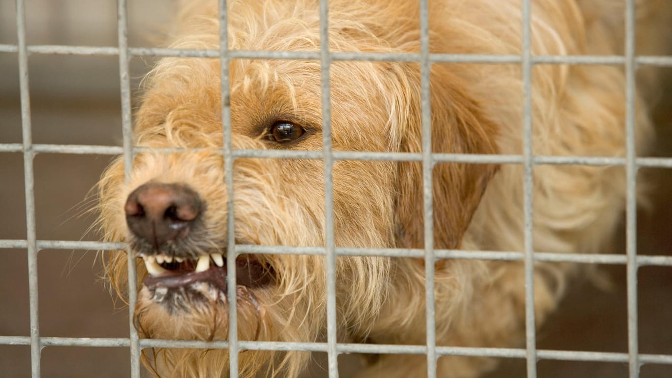 Ein Hund im Käfig: "Ohne intensives Hundetraining nicht vermittelbar."