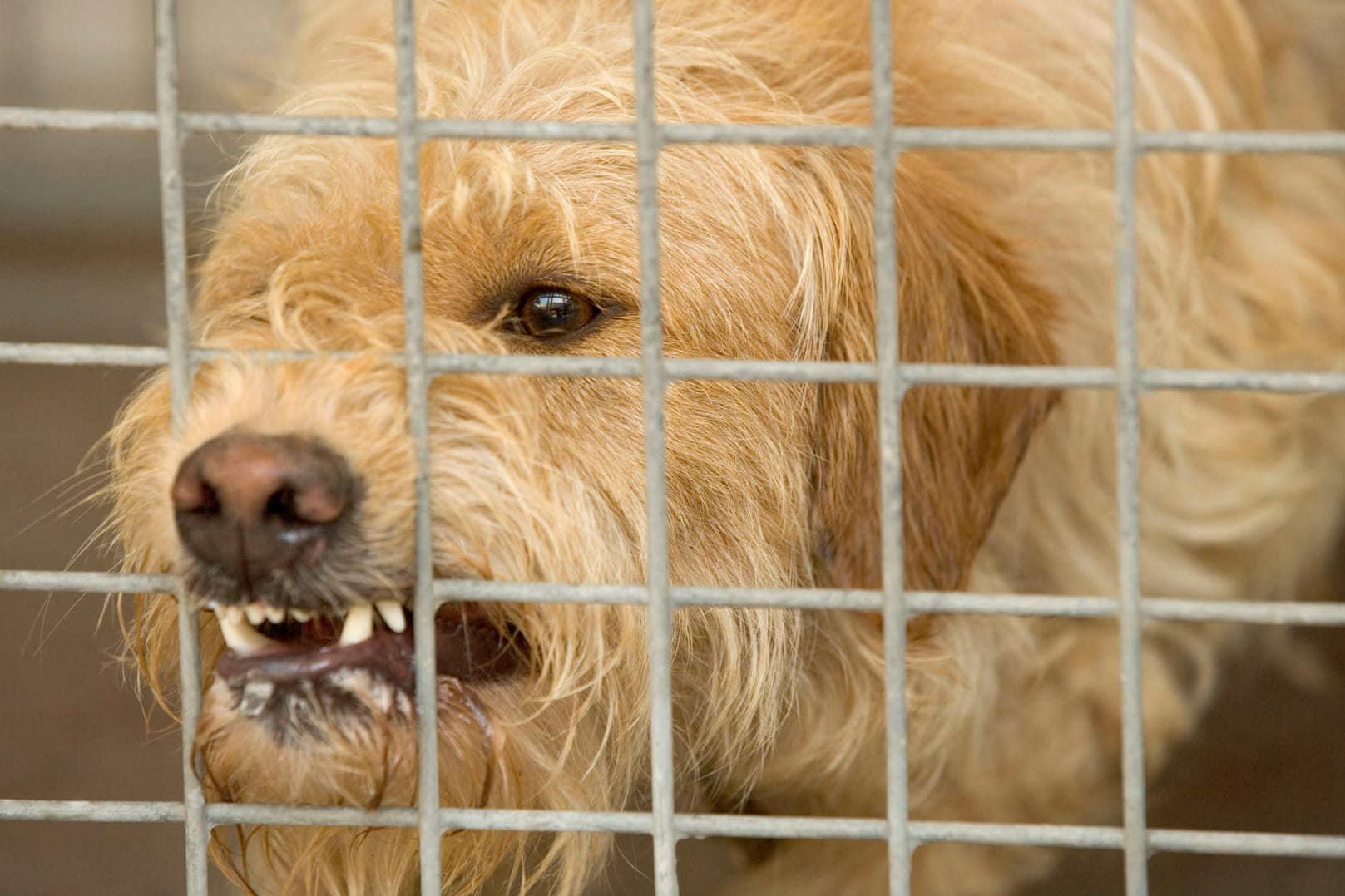 Ein Hund im Käfig: "Ohne intensives Hundetraining nicht vermittelbar."