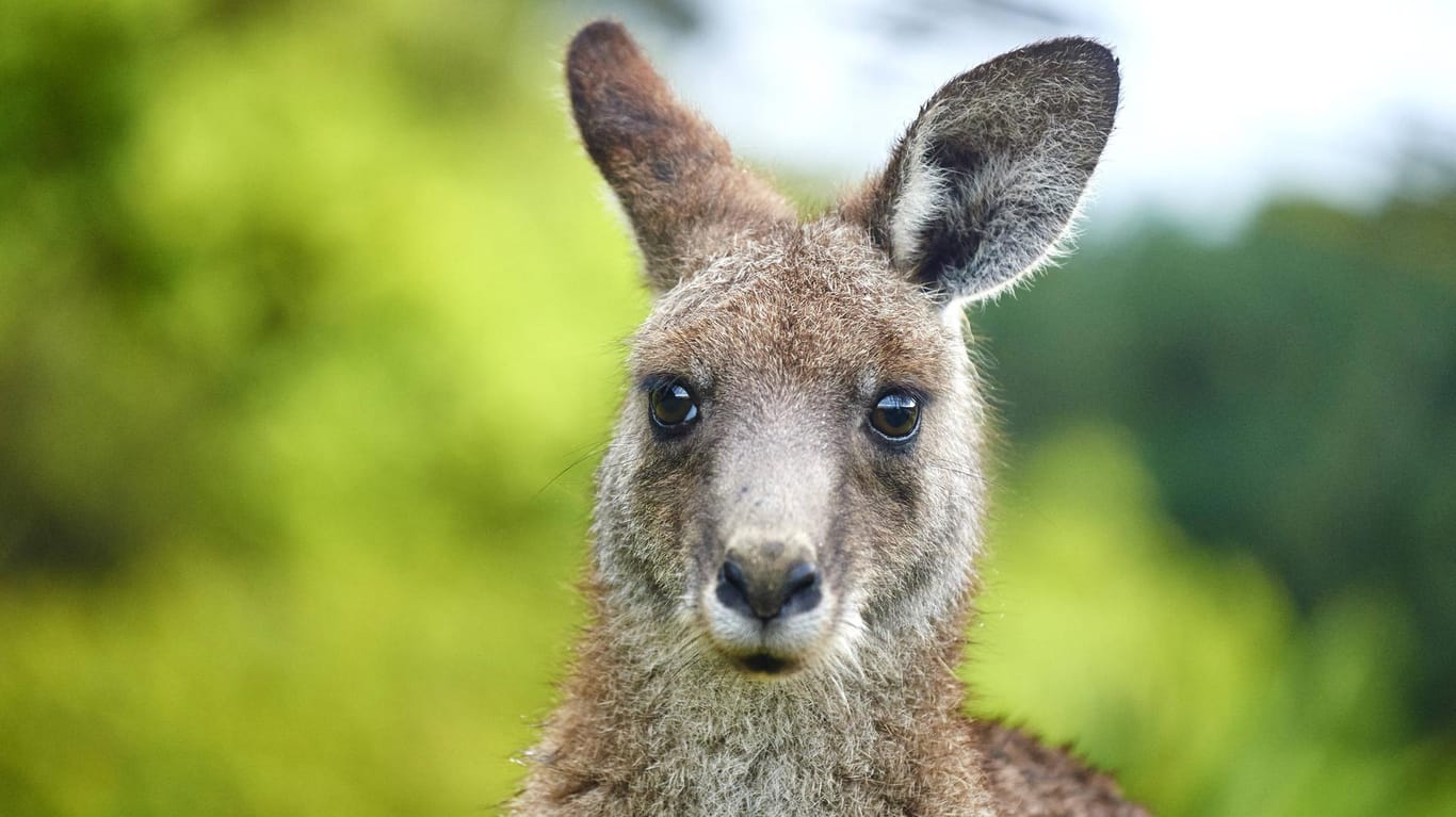 Ein junges Känguru in Australien: Es leben ca. 45 Millionen der Beuteltiere auf dem Kontinent – fast doppelt so viele wie Menschen.