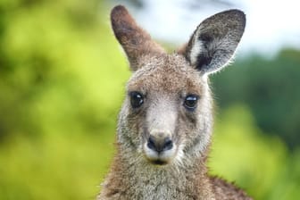 Ein junges Känguru in Australien: Es leben ca. 45 Millionen der Beuteltiere auf dem Kontinent – fast doppelt so viele wie Menschen.