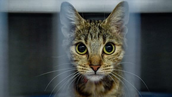 Eine Katze Tierheim in Hamburg