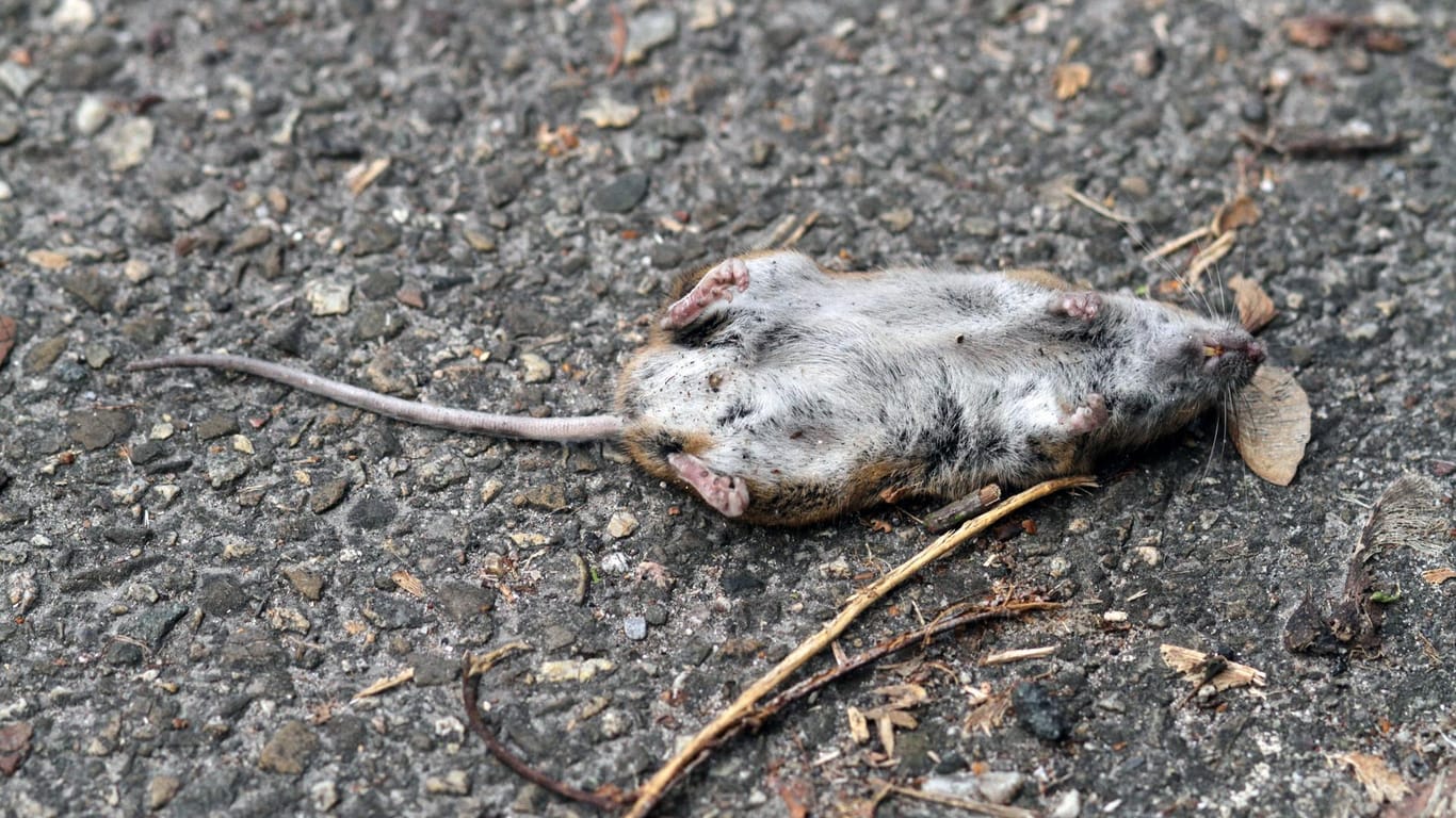 Eine tote Ratte: Um Kinder und Haustiere zu schützen, wird Rodentizid normalerweise nur in Köderstationen platziert. (Symbolbild)