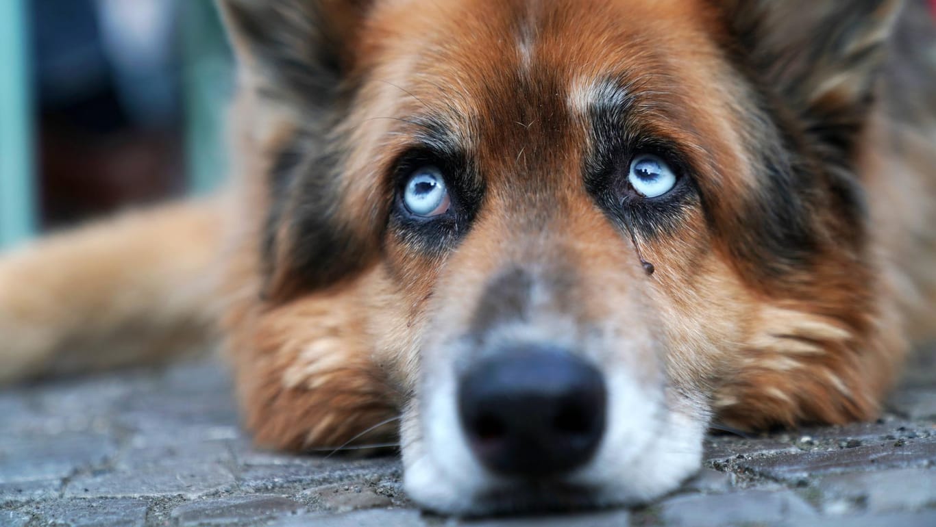 Ein Schäferhund legt seinen Kopf auf dem Boden ab: Vermutlich setzten die Einbrecher auch einen Staubwedel ein, um den Hund von sich fernzuhalten. (Symbolbild)