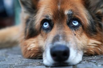 Ein Schäferhund legt seinen Kopf auf dem Boden ab: Vermutlich setzten die Einbrecher auch einen Staubwedel ein, um den Hund von sich fernzuhalten. (Symbolbild)