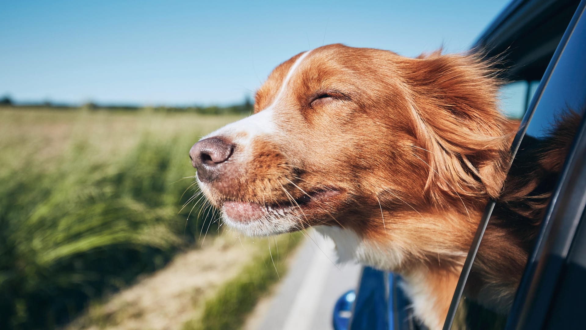 Hund: Auch der Vierbeiner sollte sich im Urlaub wohl fühlen.