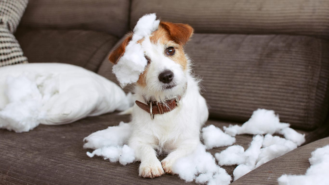 Hund: Sachschäden sollte die Hundehaftpflichtversicherung auch während Ihrer Reise abdecken.