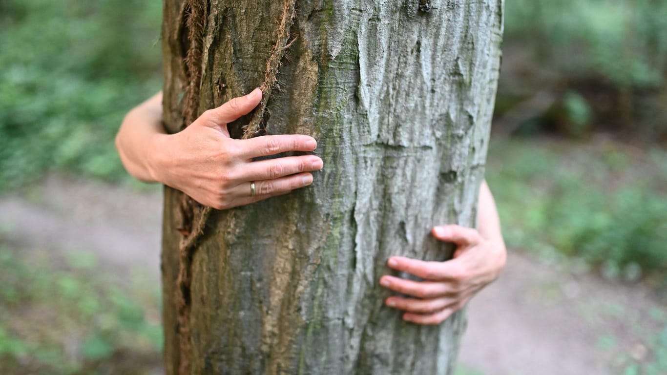 Hände umarmen einen Baum: Der Wald ist kein Selbstbedienungsladen.