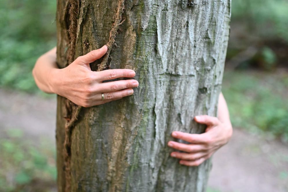 Hände umarmen einen Baum: Der Wald ist kein Selbstbedienungsladen.