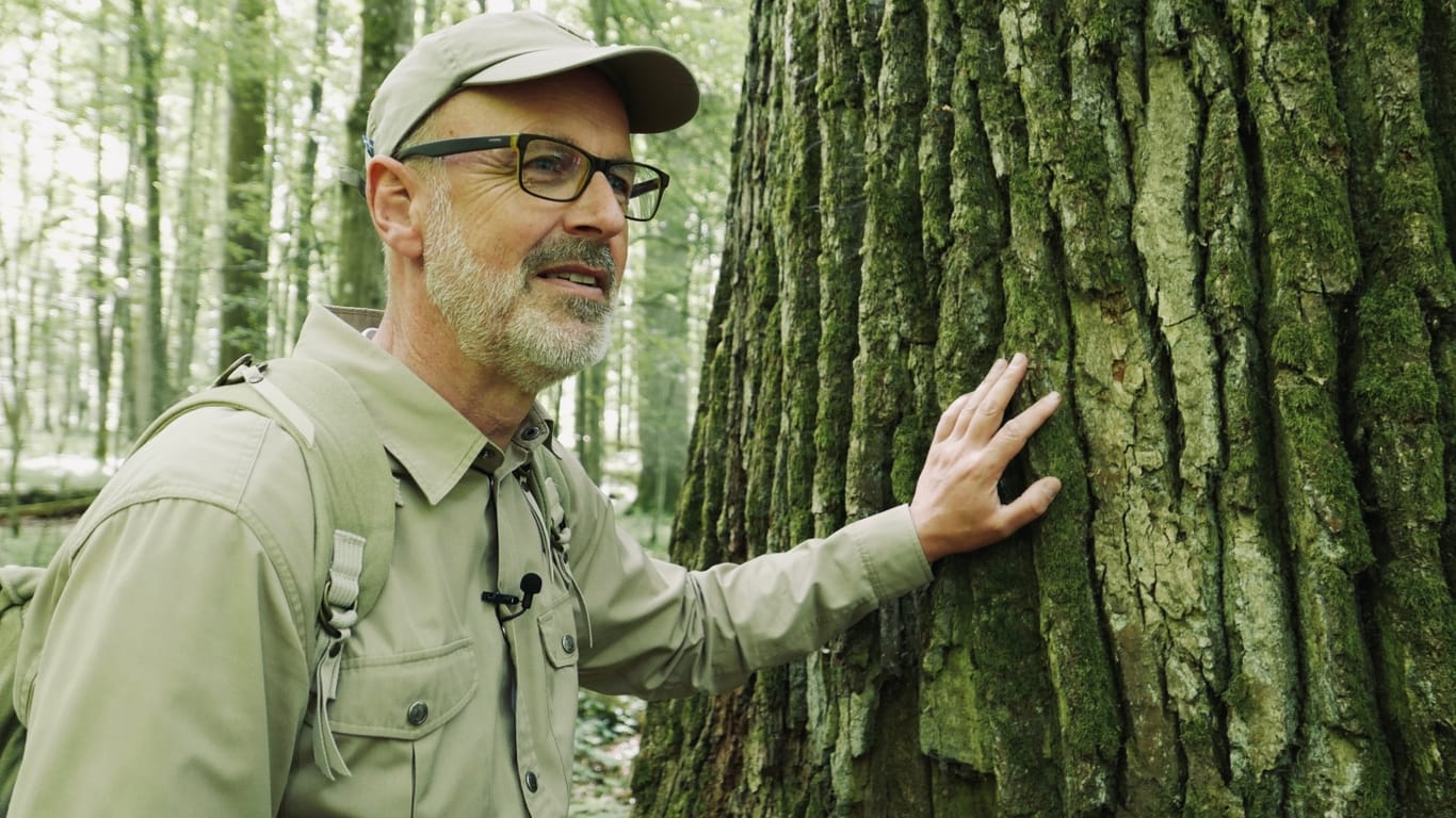 Förster und Bestsellerautor Peter Wohlleben: Sein Buch "Das geheime Leben der Bäume" wurde in 40 Sprachen übersetzt.