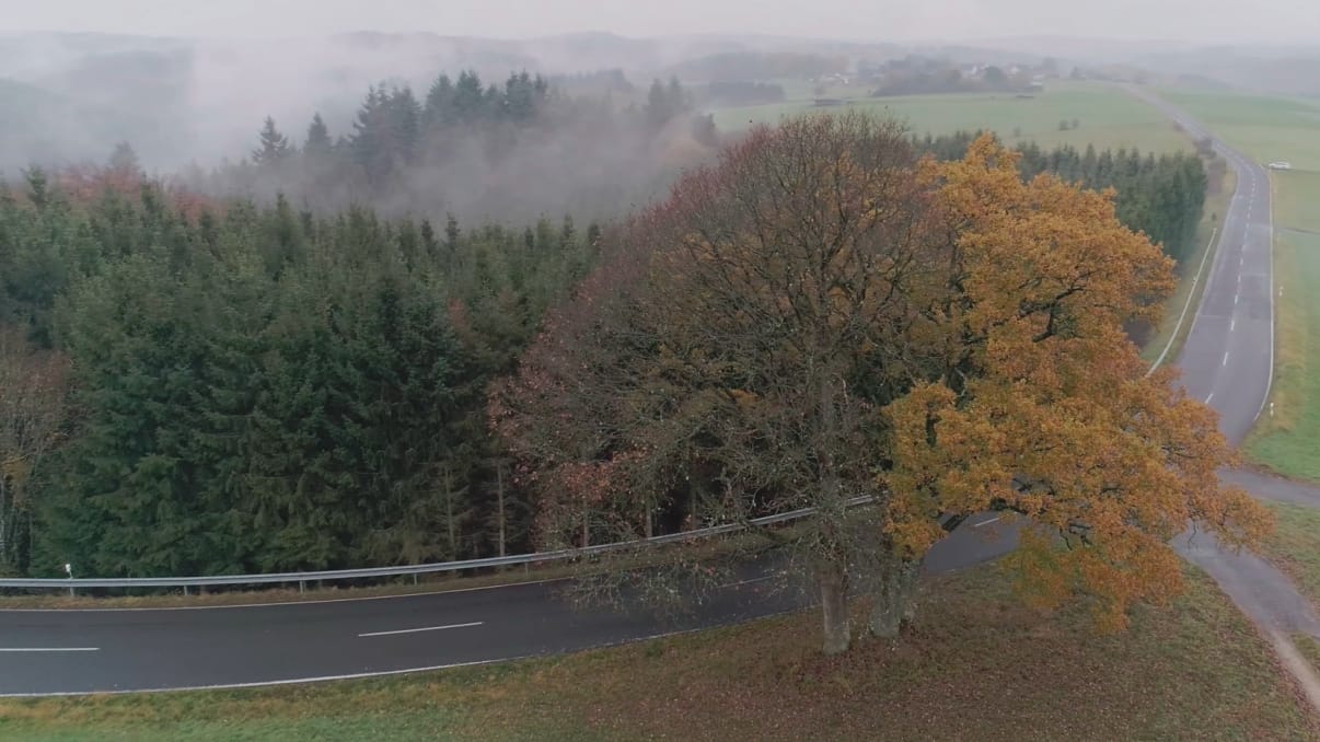 Herbstwald im Nebel: Das Buch "Das geheime Leben der Bäume" von Peter Wohlleben diente als Vorlage der gleichnamigen Kinodokumentation.