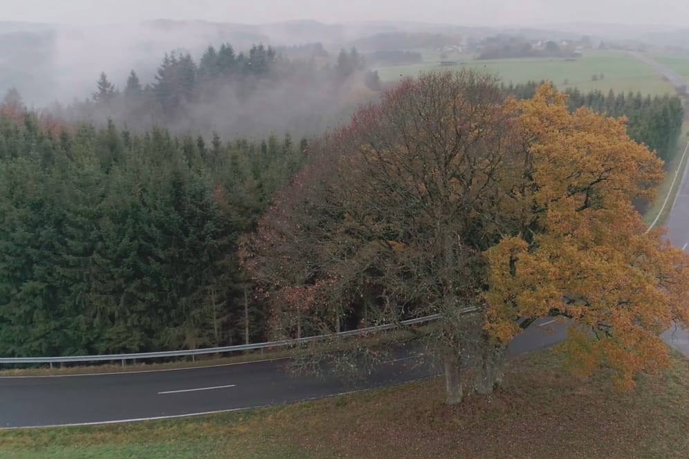 Herbstwald im Nebel: Das Buch "Das geheime Leben der Bäume" von Peter Wohlleben diente als Vorlage der gleichnamigen Kinodokumentation.