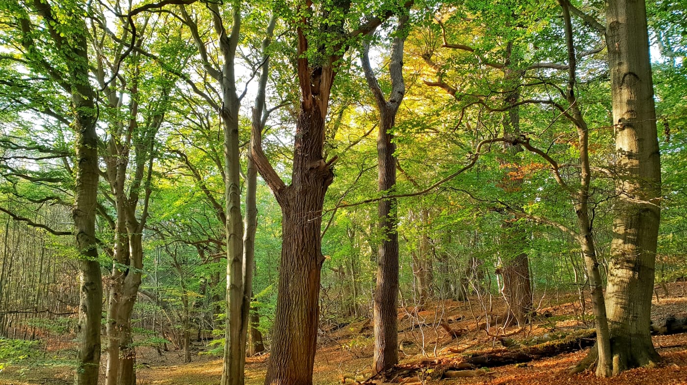 Laubbäume im Sonnenlicht: Der Buchenurwald ist für den Förster und Bestsellerautor Peter Wohlleben das Idealbild der deutschen Landschaft.