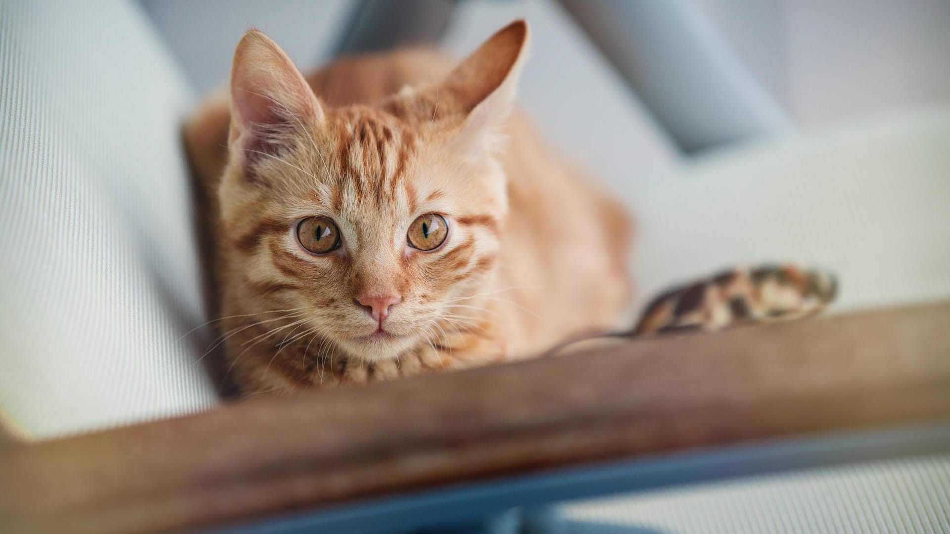 Katzen: Die Vierbeiner zählen zu den besonders klugen Haustieren und kommunizieren auf ihre eigene Art.