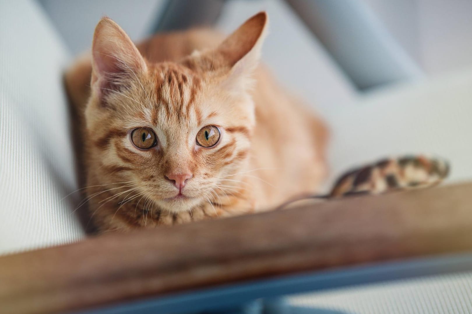 Katzen: Die Vierbeiner zählen zu den besonders klugen Haustieren und kommunizieren auf ihre eigene Art.