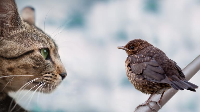 Katze bei der Jagd: Wenn Katzen auf der Jagd sind, geben sie oft "Meck Meck"-Laute von sich, um beispielsweise Vögel anzulocken.