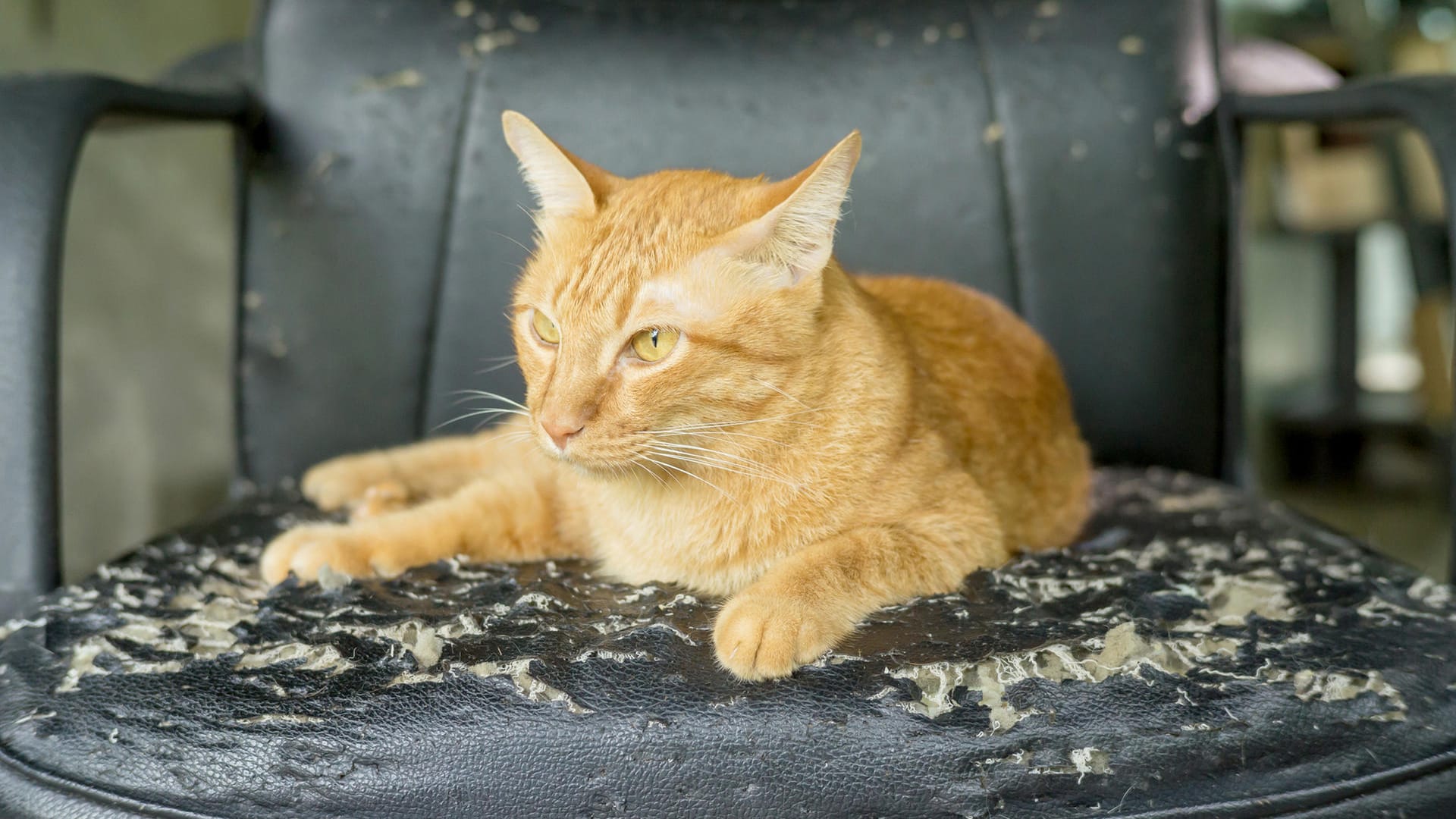 Katzen zerkratzen Möbel: Bieten Sie Ihrem Vierbeiner eine attraktive Alternative wie einen Kratzbaum.