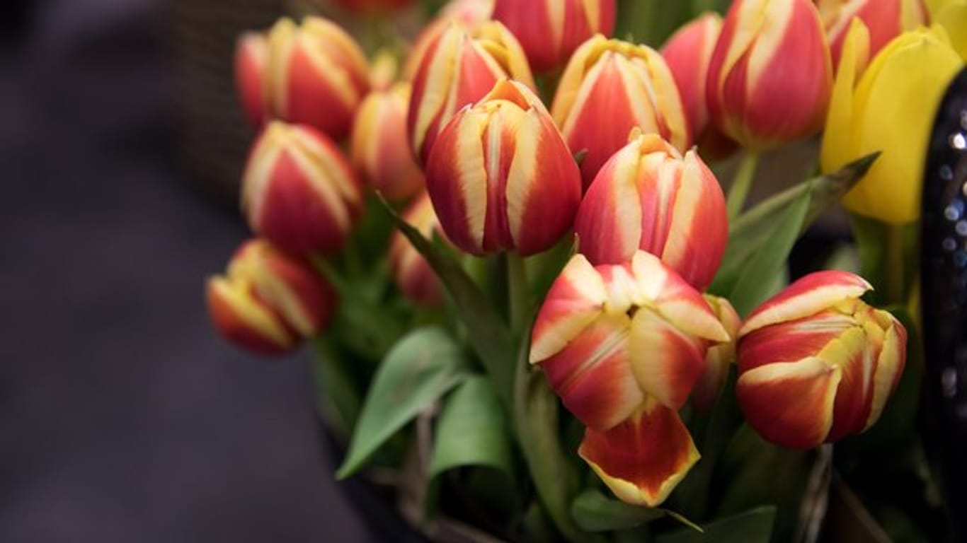 Tulpen sorgen im Winter für Farbe im Wohnzimmer - um lange frisch zu bleiben brauchen sie sauberes, lauwarmes Wasser.