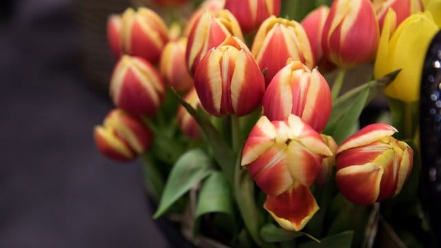 Tulpen sorgen im Winter für Farbe im Wohnzimmer - um lange frisch zu bleiben brauchen sie sauberes, lauwarmes Wasser.