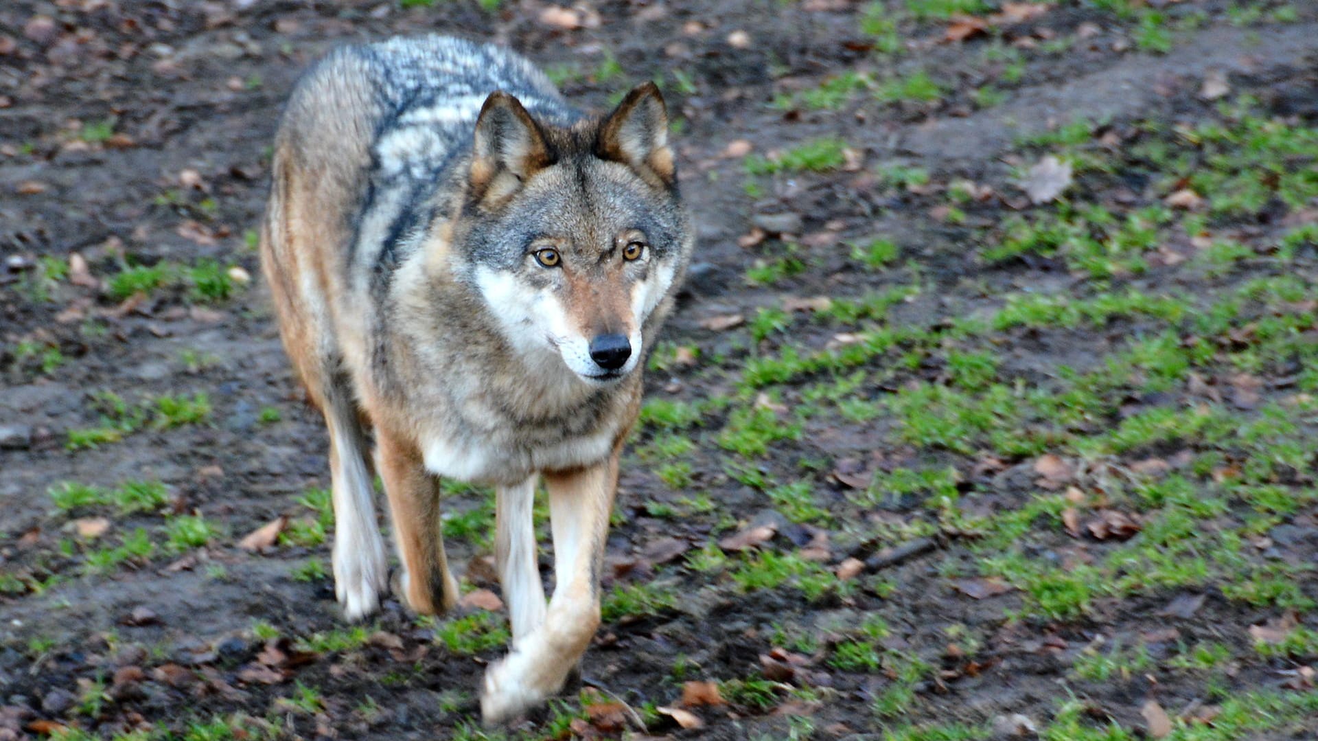 Wolf: Bestimmte Hunderassen, die aus der Kreuzung zwischen Hund und Wolf entstanden sind, sind kaum von echten Wölfen zu unterscheiden.