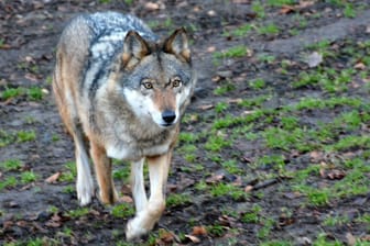 Wolf: Bestimmte Hunderassen, die aus der Kreuzung zwischen Hund und Wolf entstanden sind, sind kaum von echten Wölfen zu unterscheiden.