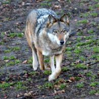 Wolf: Bestimmte Hunderassen, die aus der Kreuzung zwischen Hund und Wolf entstanden sind, sind kaum von echten Wölfen zu unterscheiden.