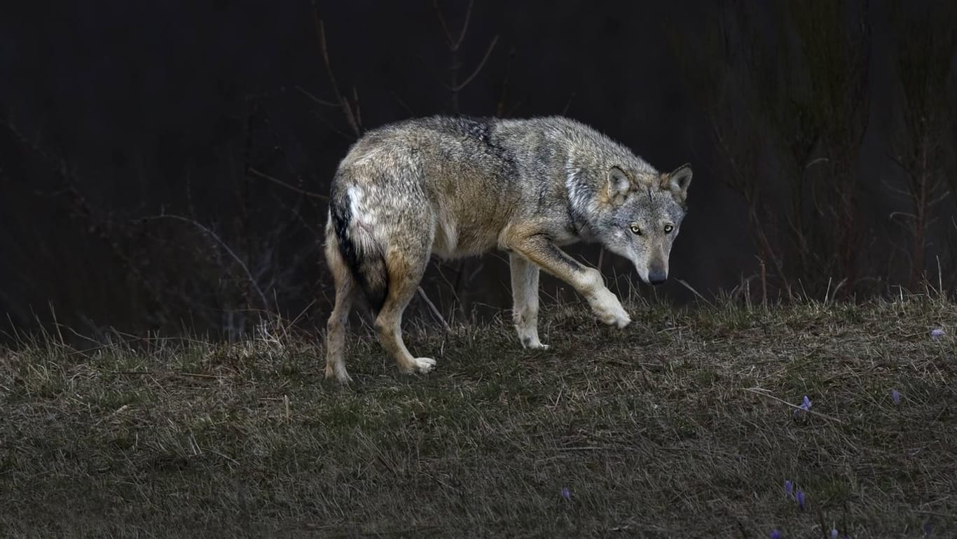 Ein Grauwolf in der Wildnis: Bei Hamburg soll ein Artgenosse gesichtet worden sein.