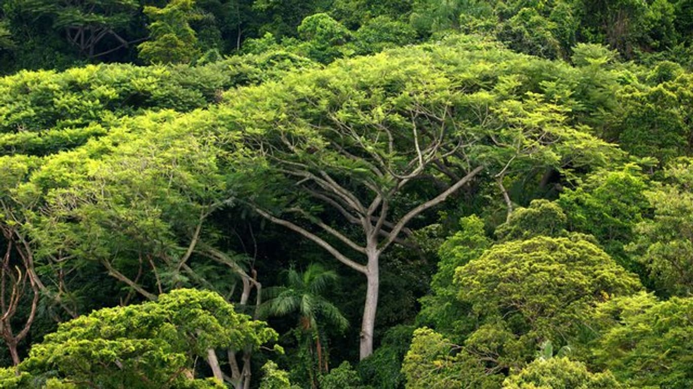Länger als einen Monat ist eine Frau mit ihren Kindern durch den Regenwald geirrt.