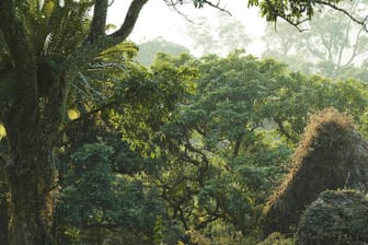 Regenwald im Amazonasgebiet (Symbolbild): Nachdem die Familie mehrere Tage durch den Dschungel geirrt war, wurde sie schließlich bei einer indigenen Gruppe in Peru entdeckt.