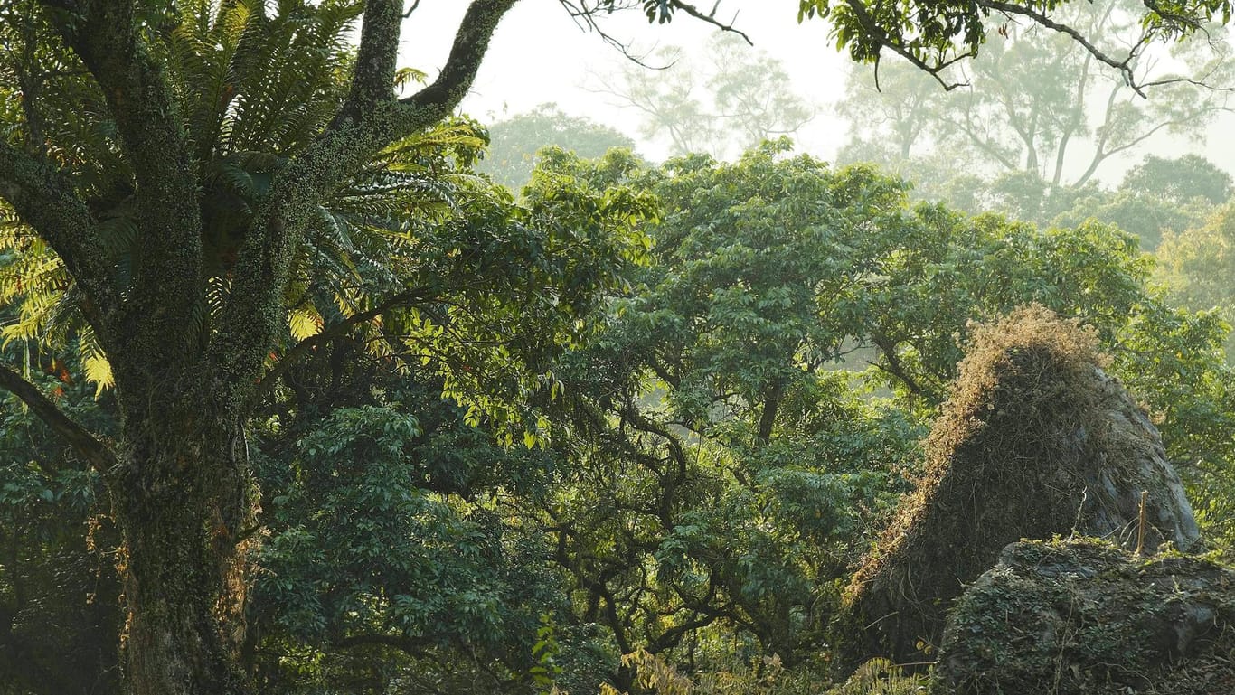 Regenwald im Amazonasgebiet (Symbolbild): Nachdem die Familie mehrere Tage durch den Dschungel geirrt war, wurde sie schließlich bei einer indigenen Gruppe in Peru entdeckt.