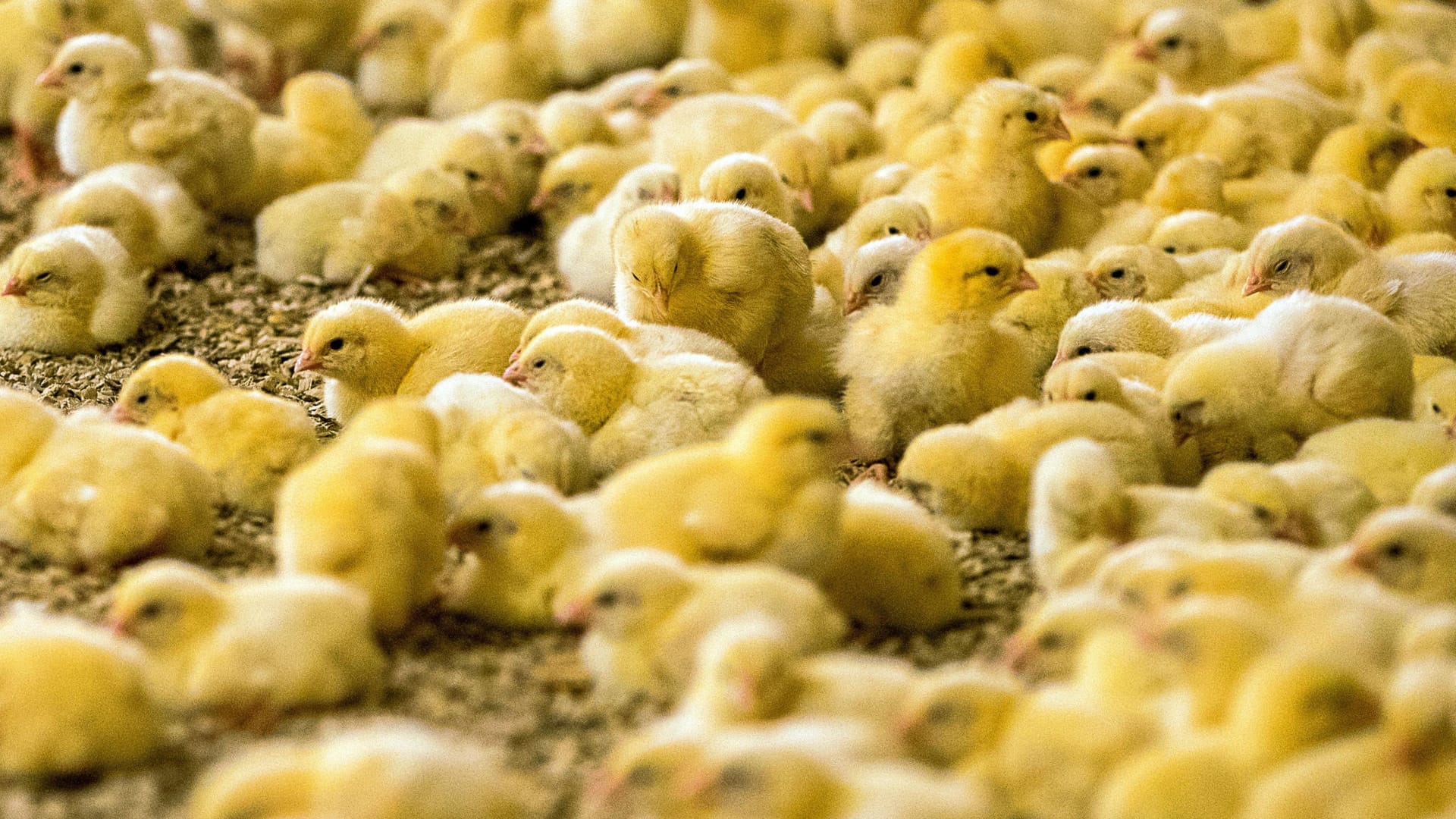 Wenige Tage alte Küken stehen in einem Hähnchenmastbetrieb: In Deutschland werden jährlich 32 bis 40 Millionen Küken getötet, in Frankreich sind 50 Millionen. Wenige Tage alte Küken stehen in einem Hähnchenmastbetrieb: In Deutschland werden jährlich 32 bis 40 Millionen Küken getötet, in Frankreich sind 50 Millionen.