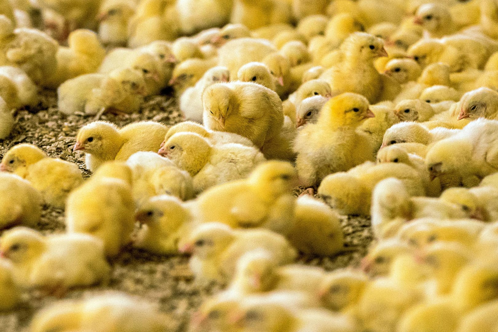 Wenige Tage alte Küken stehen in einem Hähnchenmastbetrieb: In Deutschland werden jährlich 32 bis 40 Millionen Küken getötet, in Frankreich sind 50 Millionen.