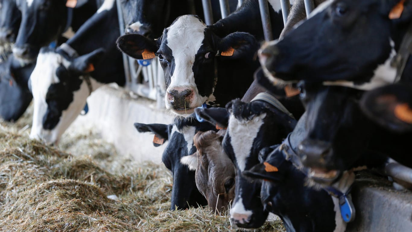 Milchkühe an der Futterstelle: Bei der Verdauung der pflanzlichen Nahrung entsteht das Treibhausgas Methan in den Mägen der Tiere.
