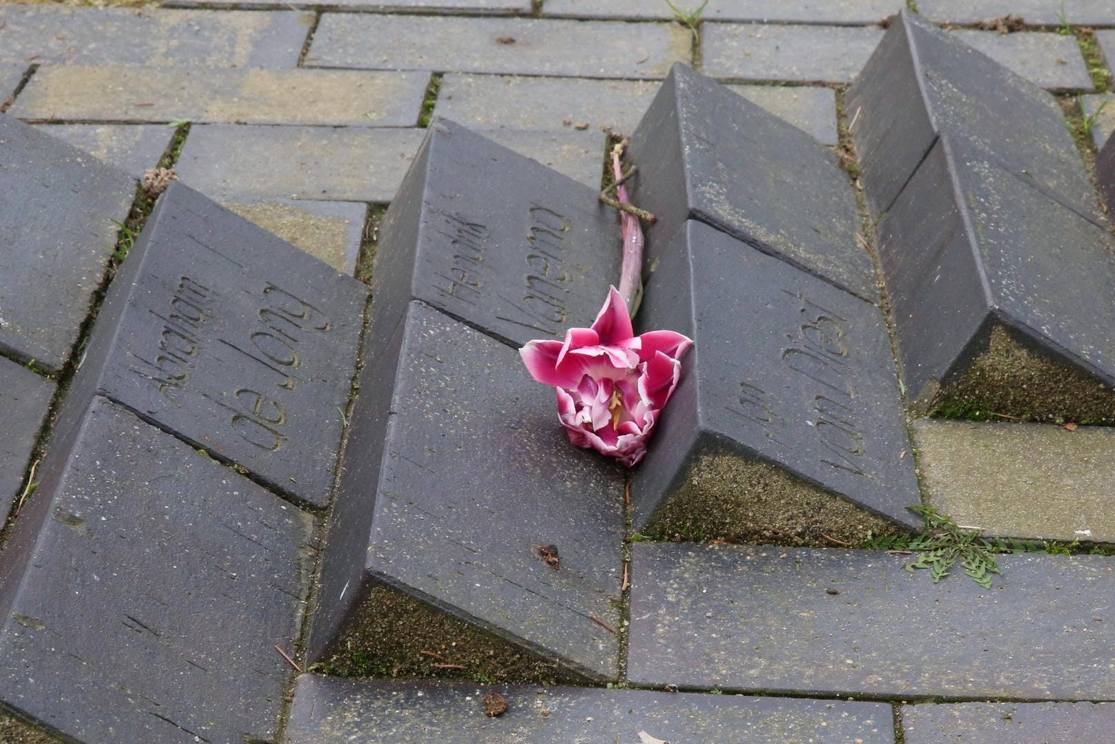 Eine Blume auf einem Ehrenfiredhof für die Opfer eines Konzentrationslagers: Die Auschwitz-Überlebende Esther Bejarano formulierte ihren Vorschlag in einem offenen Brief. (Archivbild)