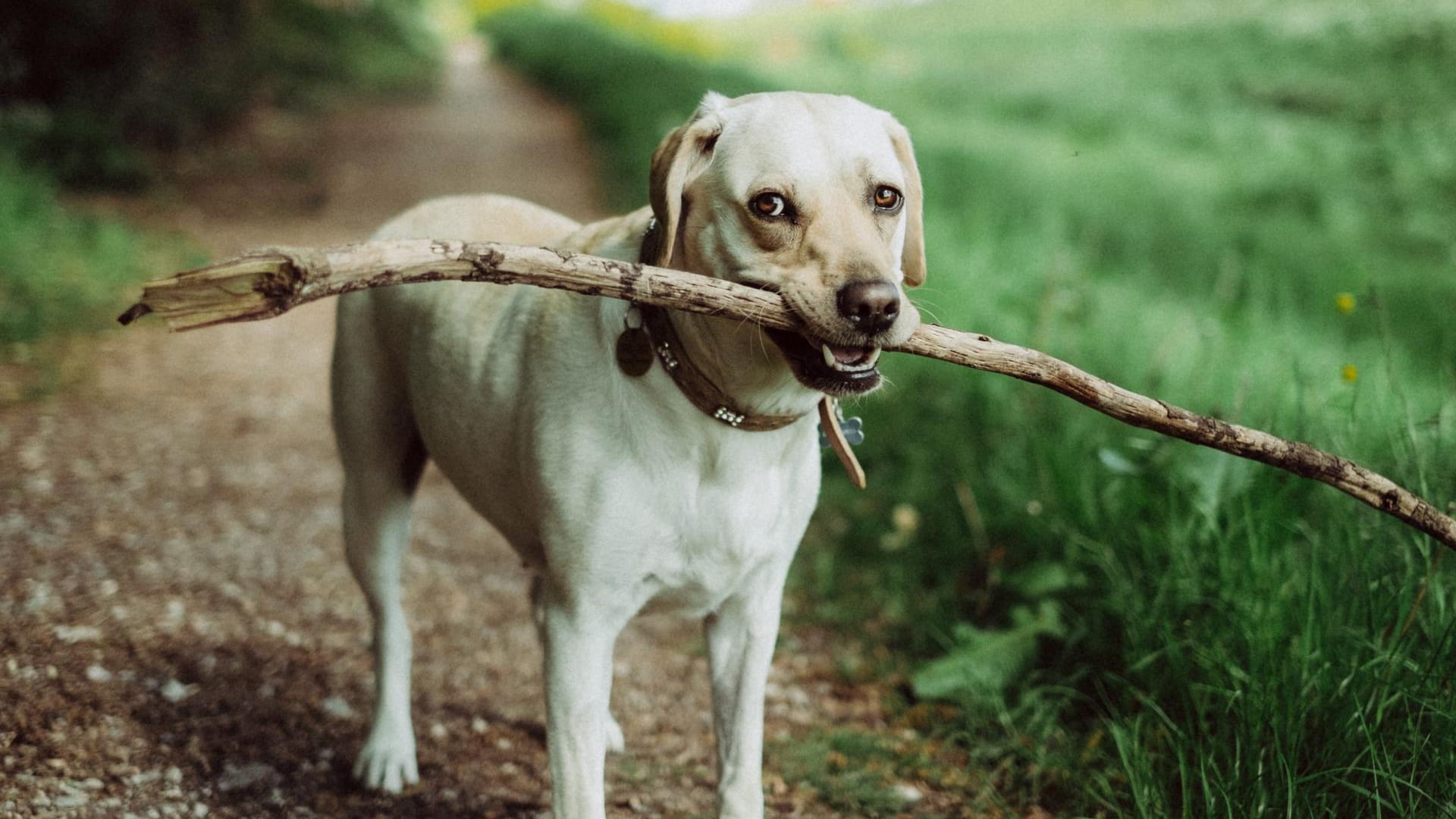 Ein Hund hält einen Stock im Maul: Für Hundehalter gibt es in Karlsruhe einen Zuschuss.