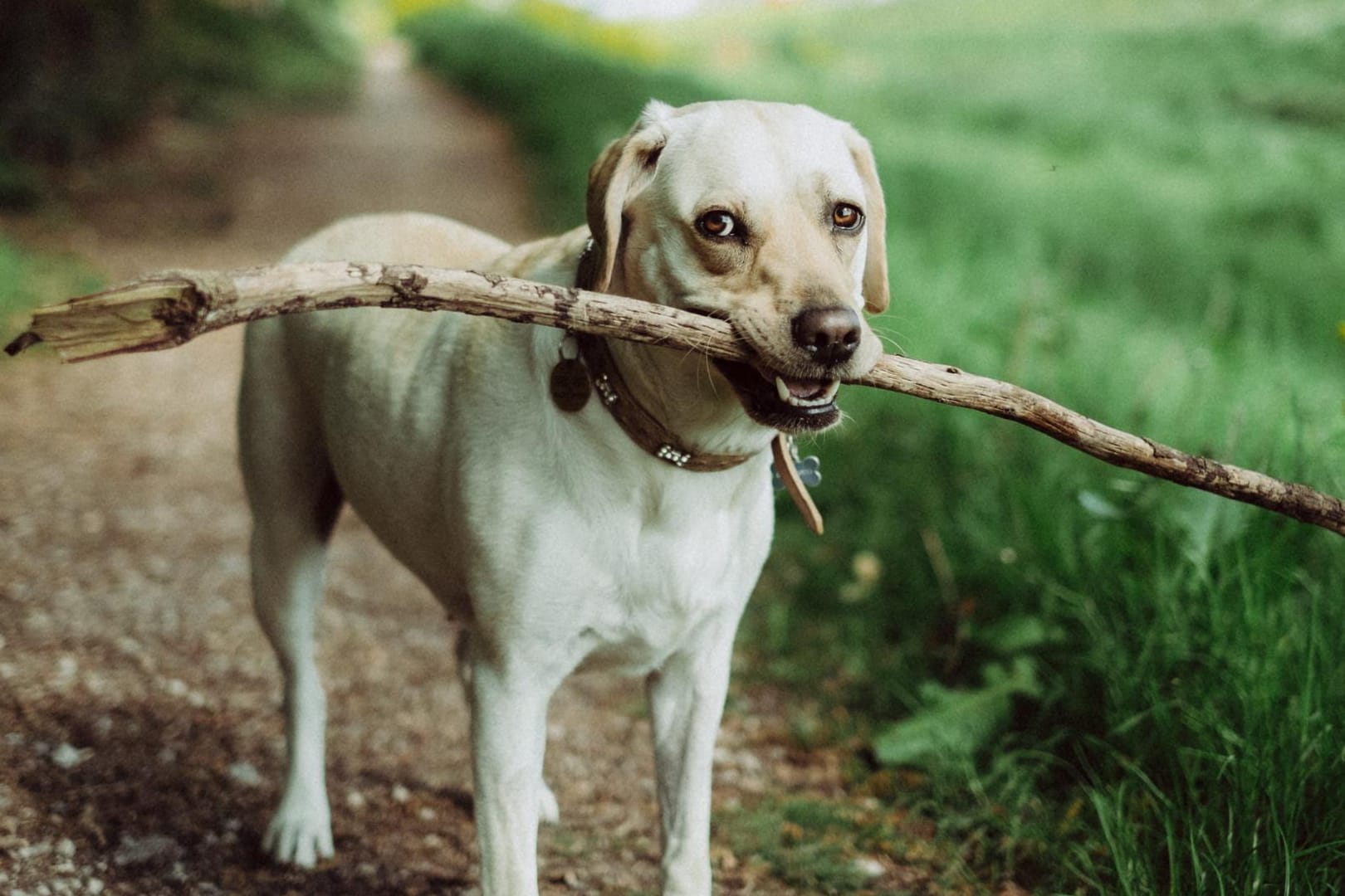 Ein Hund hält einen Stock im Maul: Für Hundehalter gibt es in Karlsruhe einen Zuschuss.