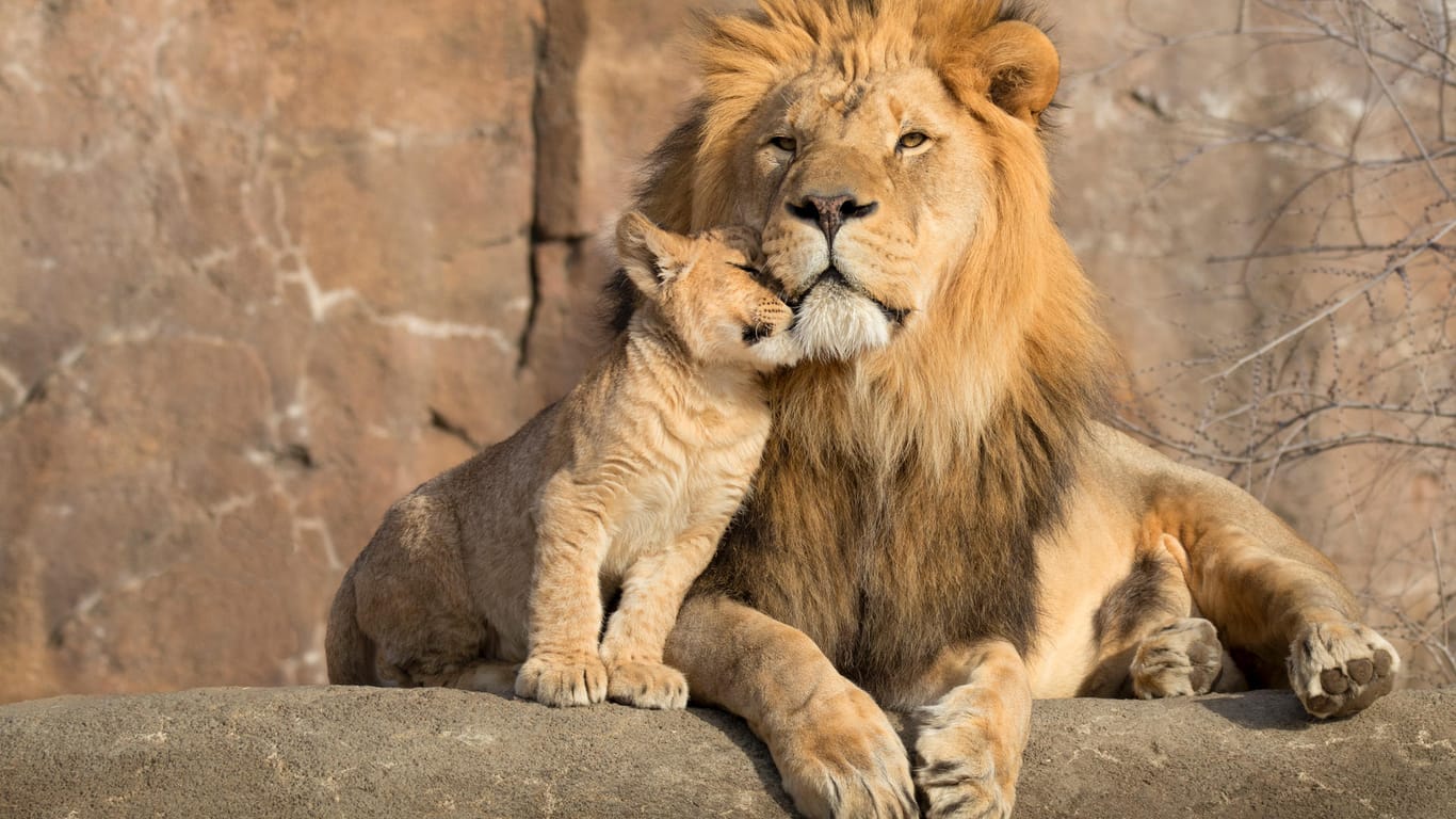 Löwen: In vielen Zoos sind sie die Attraktion.