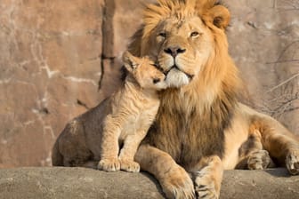 Löwen: In vielen Zoos sind sie die Attraktion.