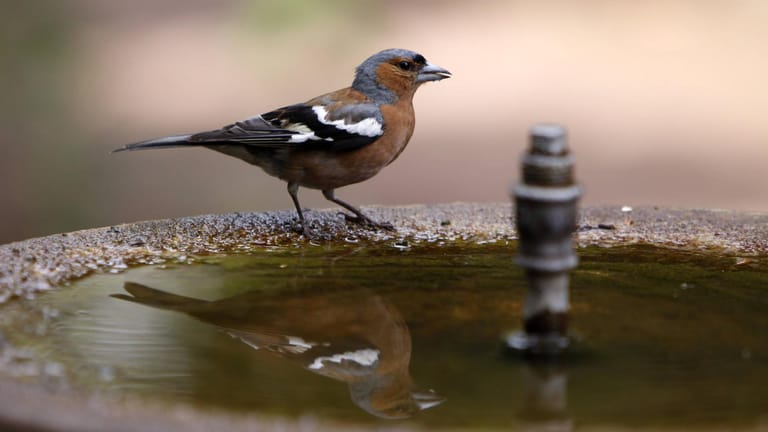 Vogeltränke: Sie ist die perfekte Wasserstelle für heimische Vögel – ein dekoratives Gartenaccessoire.