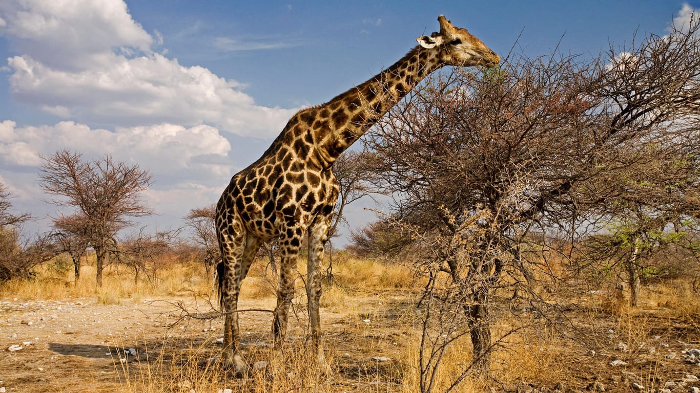 Eine Giraffe: Sogenannte Trophäenreisen kosten vielen Wildtieren das Leben.