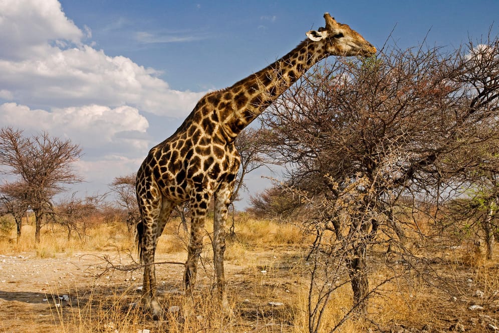Eine Giraffe: Sogenannte Trophäenreisen kosten vielen Wildtieren das Leben.