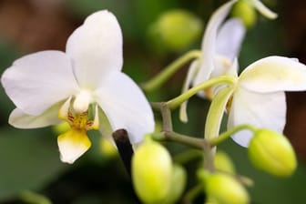 Viele Phalaenopsis blühen über eine längere Zeit und produzieren viele Knospen.