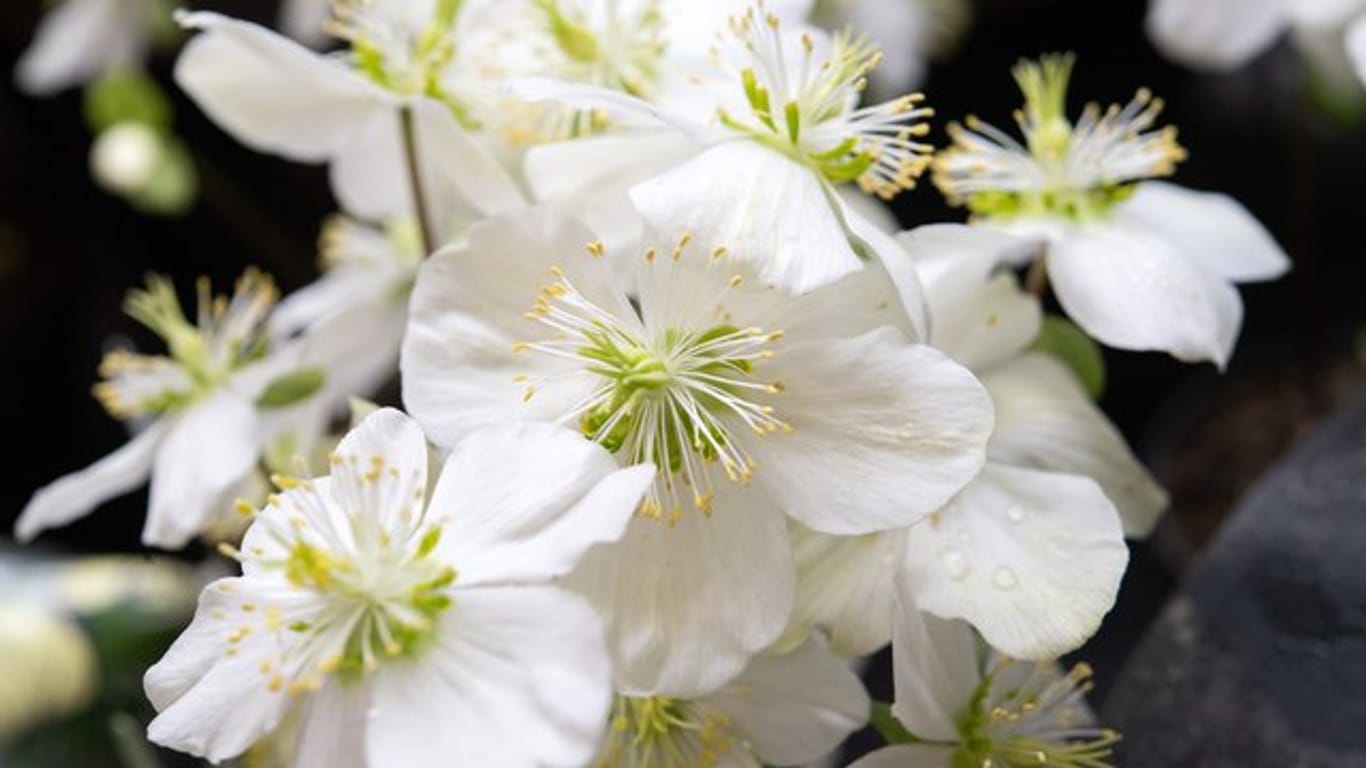 Die Christrose ist unter verschiedenen Namen bekannt: Sie heißt landläufig auch Schneerose oder Schwarze Nieswurz.