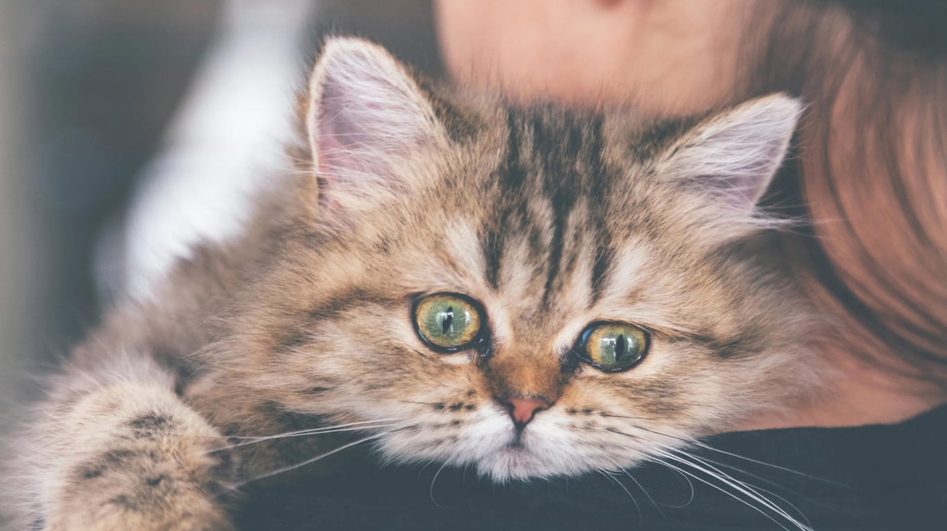 Beim Anblick eines süßen Kätzchens geht den meisten Menschen das Herz auf. Doch was tun, wenn der Tierbesitzer eine Katzenhaarallergie entwickelt?