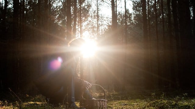 Auch im Winter kann man im Wald Pilze suchen.