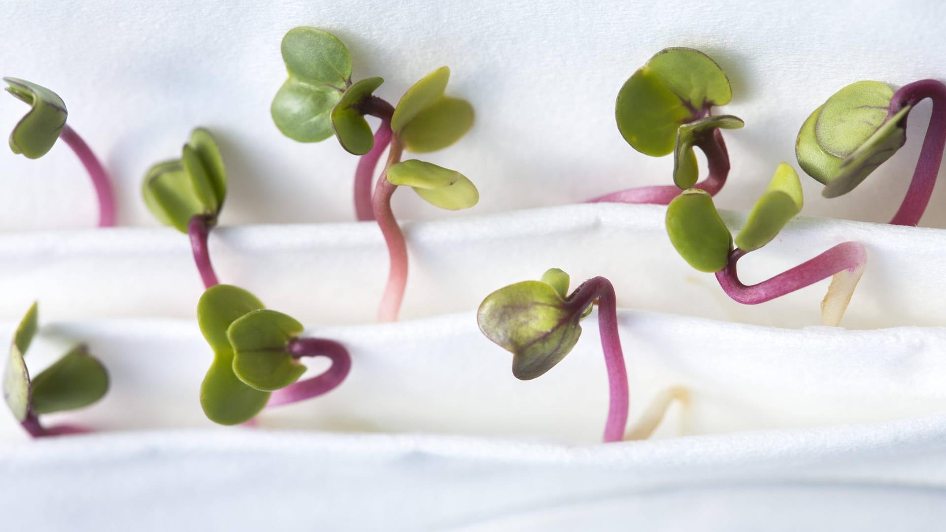 Saatgut: Wer im Garten Rettichsamen aussäen will, fängt schon im Februar an. Gut geeignet sind Frühbeet, Gewächshaus oder Fensterbank.